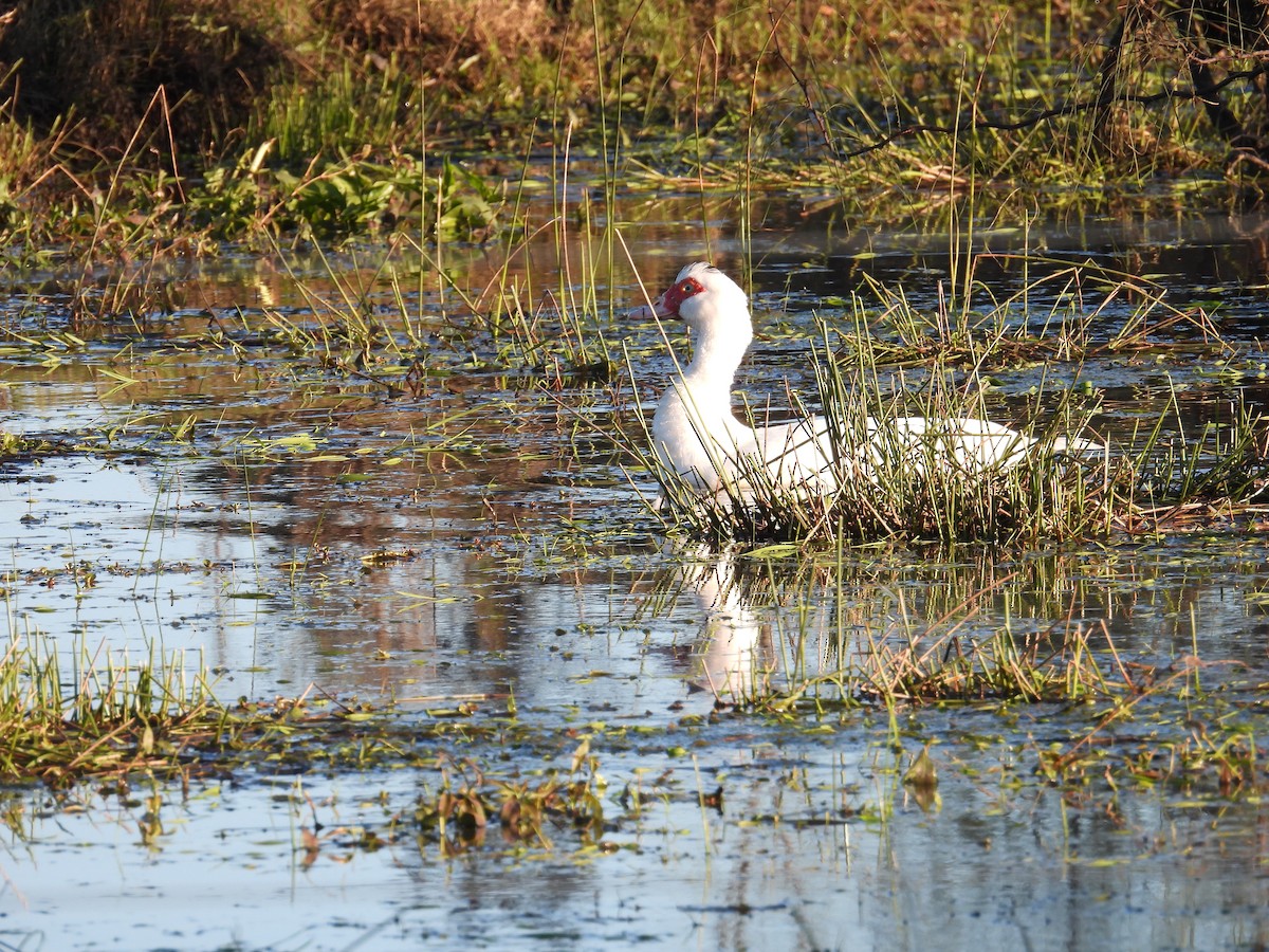 Muscovy Duck (Domestic type) - ML619483552