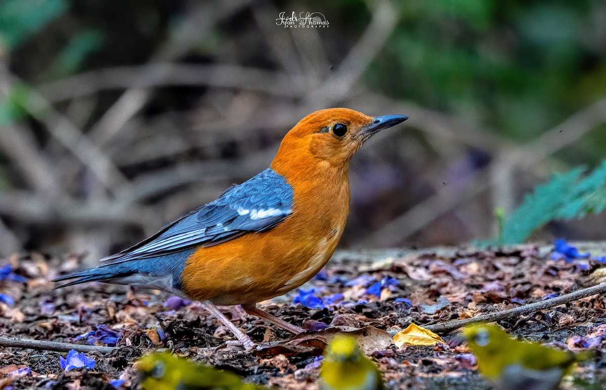 Orange-headed Thrush - Flying Osprey