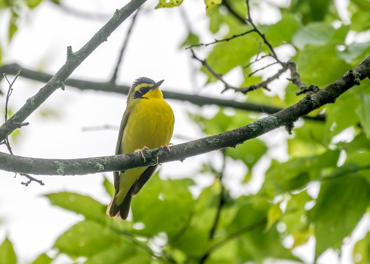 Kentucky Warbler - Kenta Togo