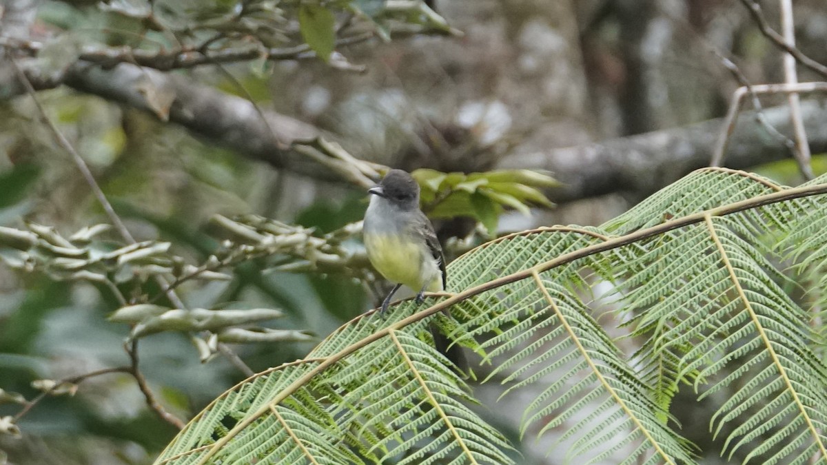 Short-crested Flycatcher - Paul Gössinger