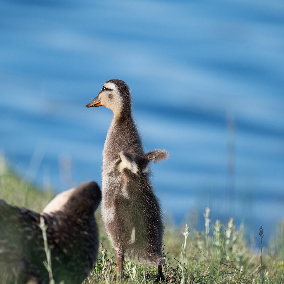 Mallard - Liling Warren