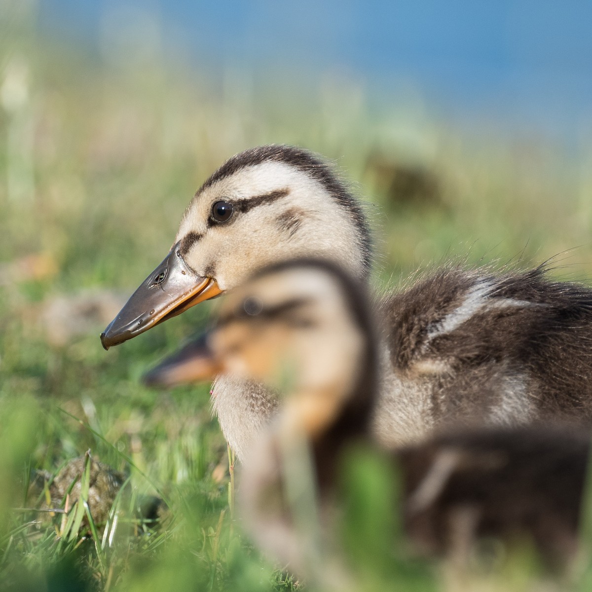 Mallard - Liling Warren