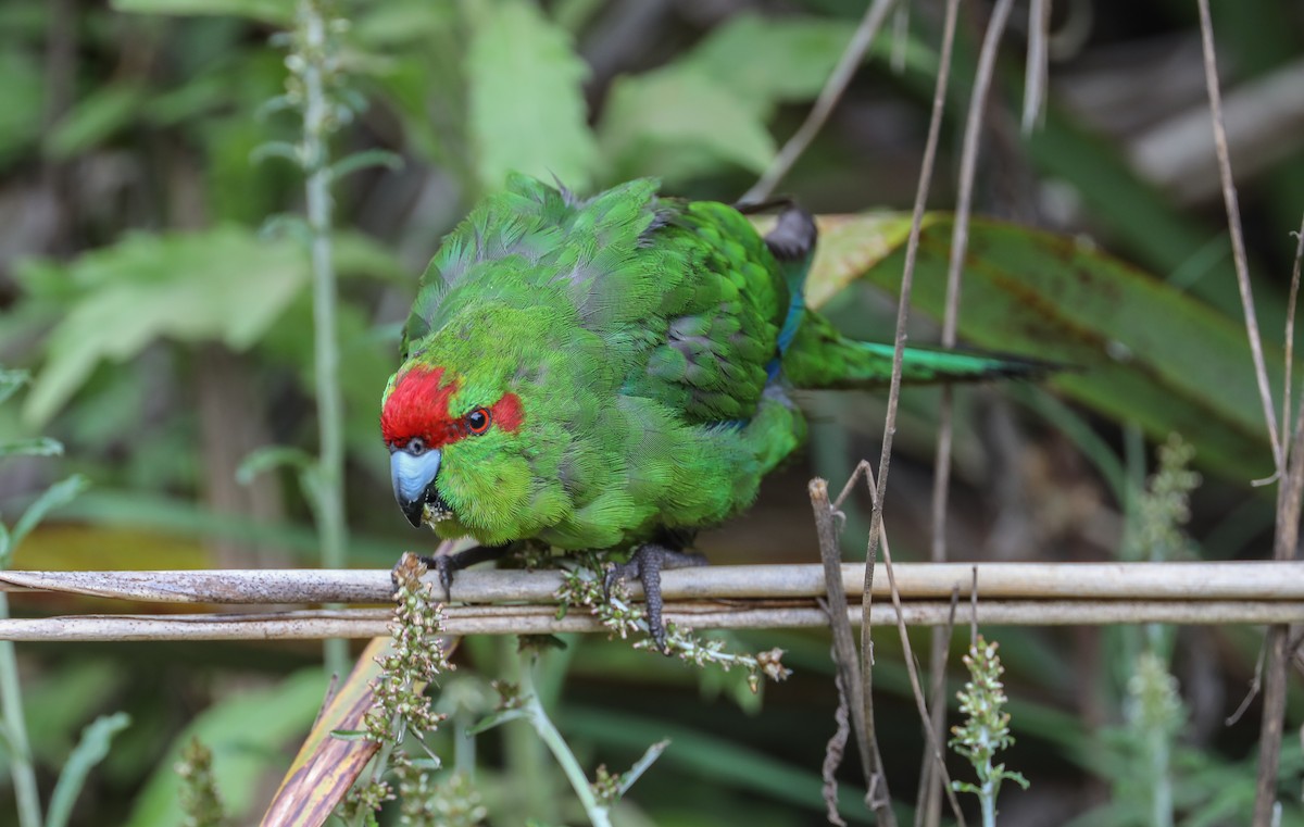 Red-crowned Parakeet - ML619483564