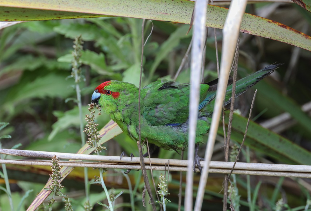Red-crowned Parakeet - ML619483565