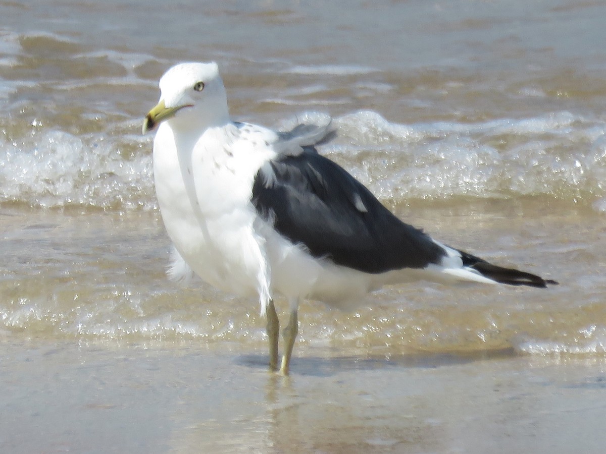 Gaviota Sombría (heuglini) - ML619483566