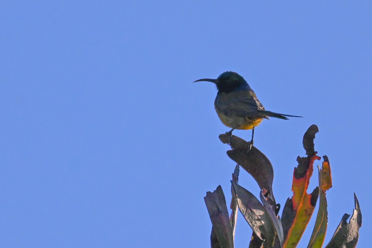 Orange-breasted Sunbird - Marcelina Poddaniec