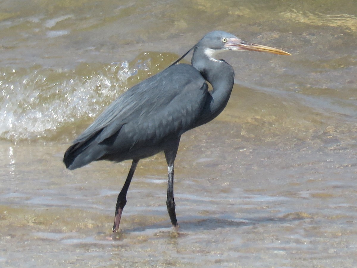 Western Reef-Heron - Stephen Taylor