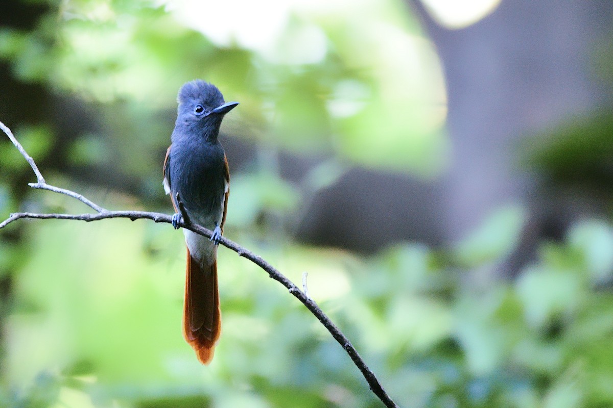 African Paradise-Flycatcher - Cole Penning