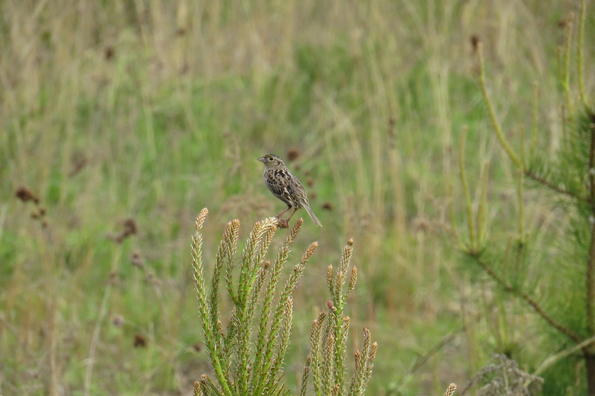 Grasshopper Sparrow - ML619483574