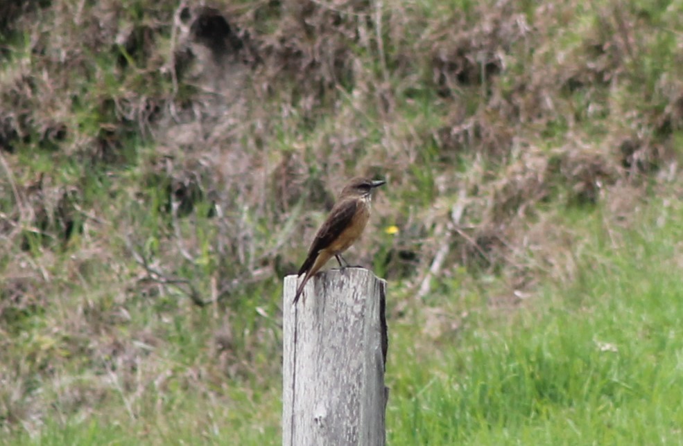 Streak-throated Bush-Tyrant - Oscar Geovanni Díaz