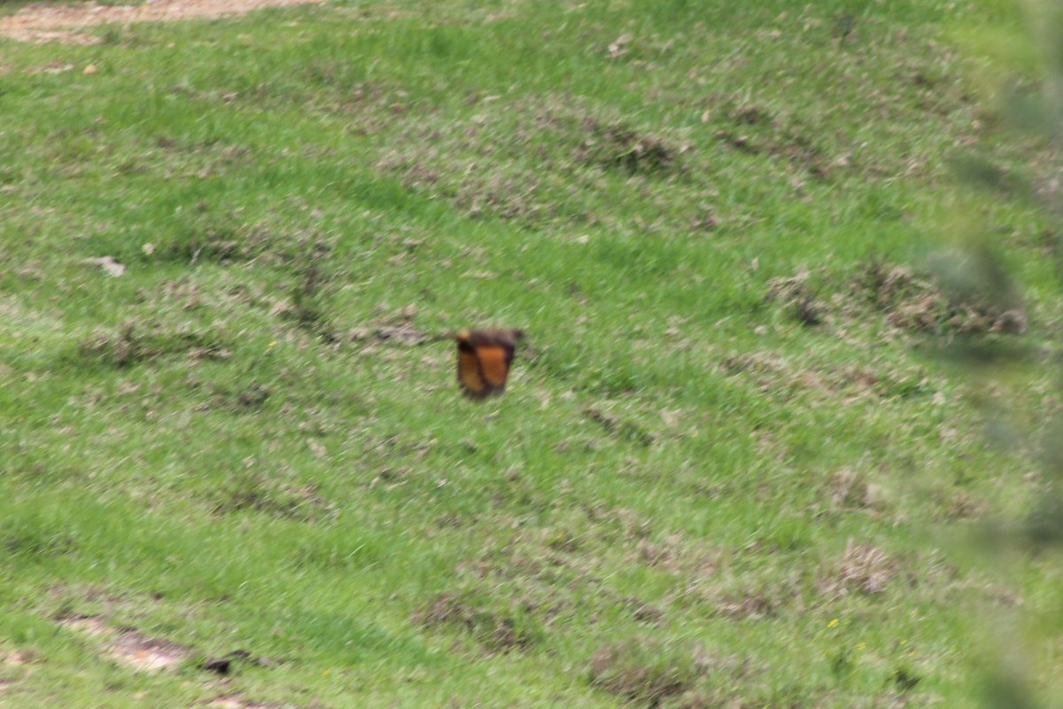 Streak-throated Bush-Tyrant - ML619483579