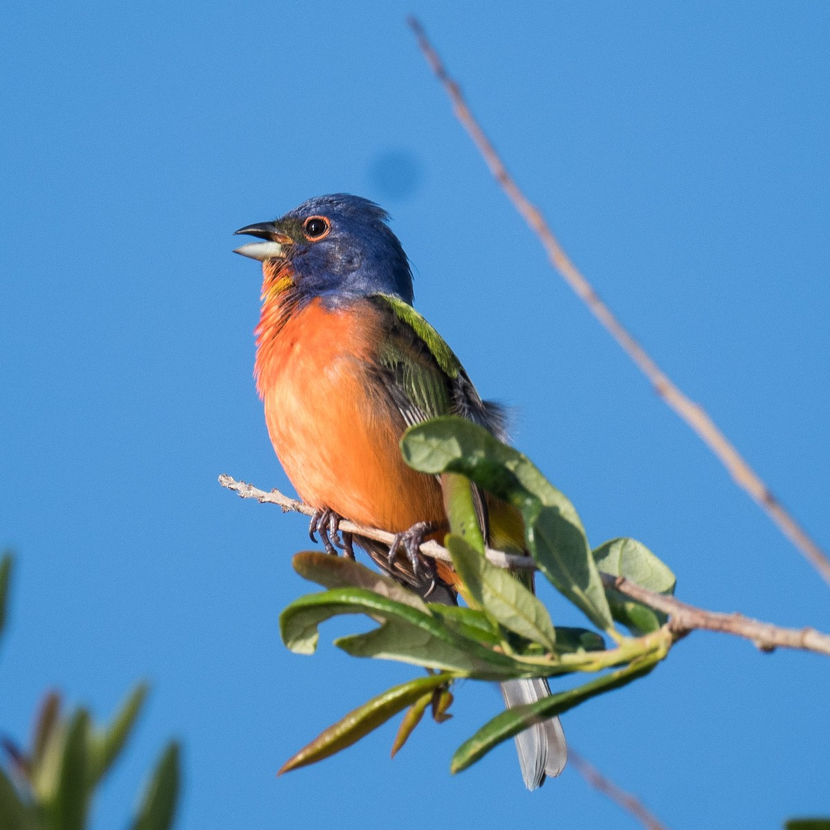 Painted Bunting - Liling Warren