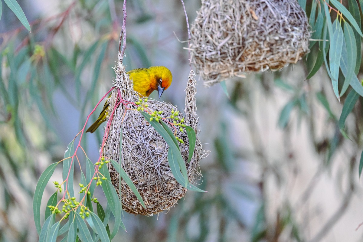 Cape Weaver - Marcelina Poddaniec