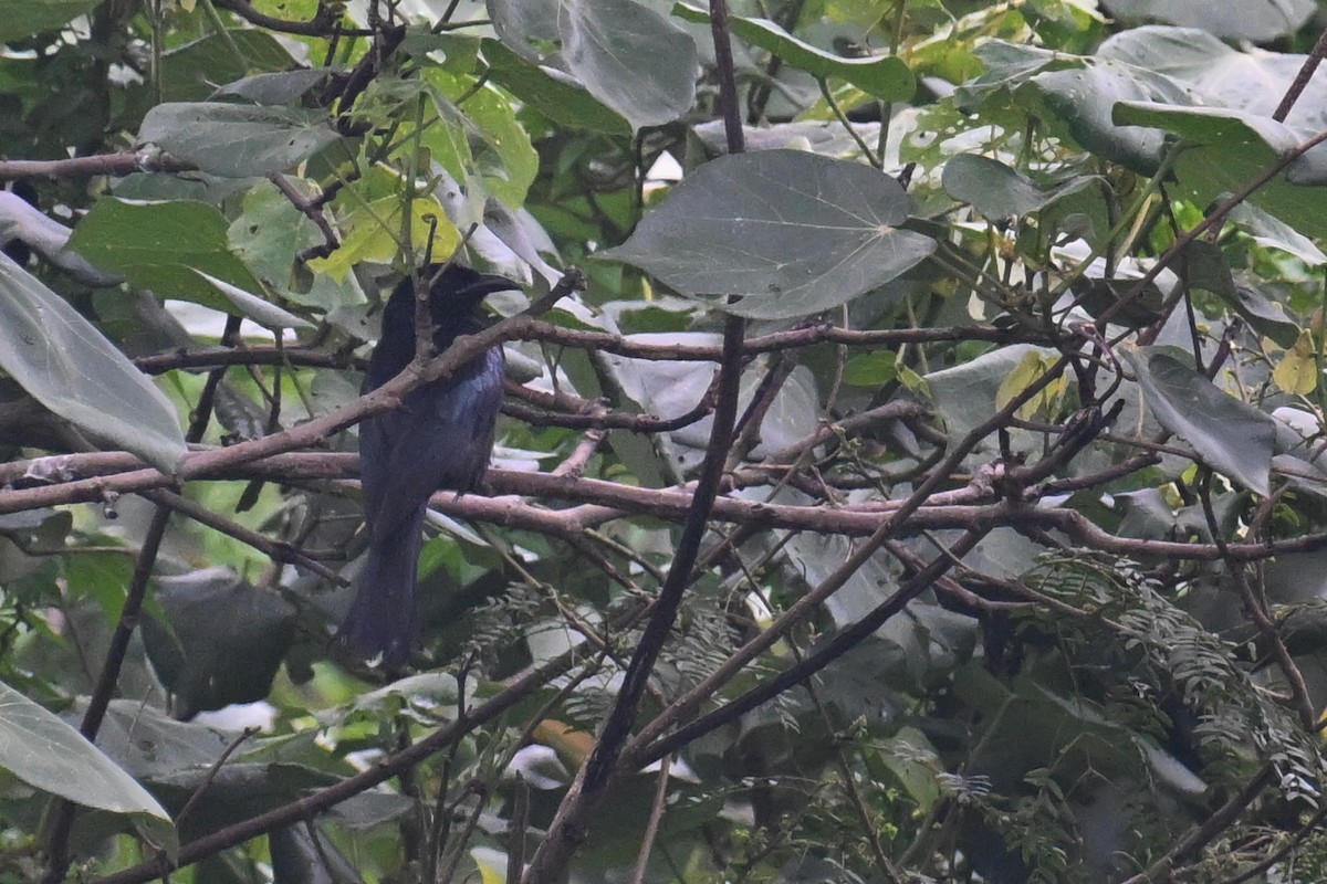 Hair-crested Drongo - Ting-Wei (廷維) HUNG (洪)