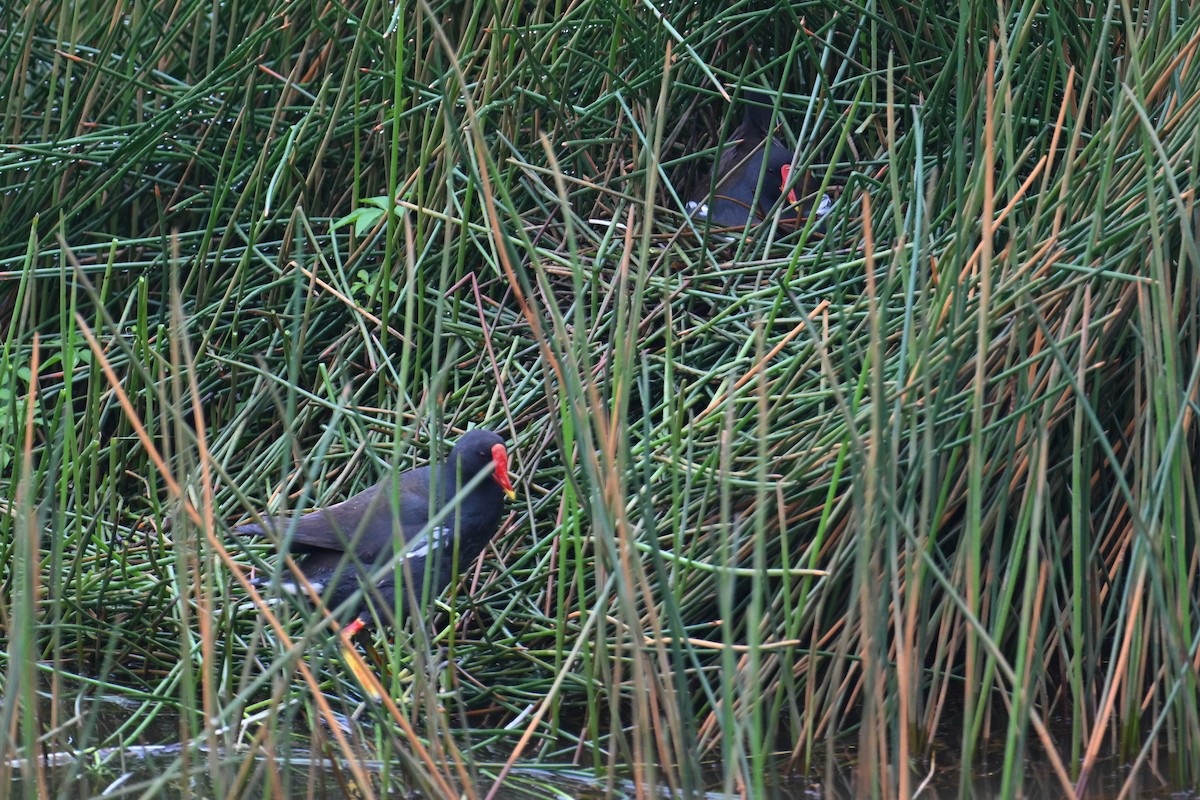 Eurasian Moorhen - Ting-Wei (廷維) HUNG (洪)