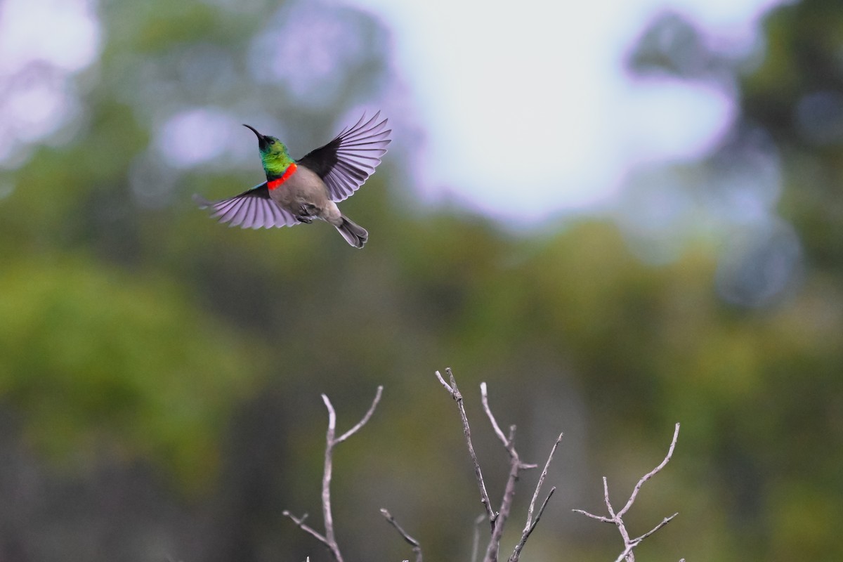 Southern Double-collared Sunbird - Marcelina Poddaniec