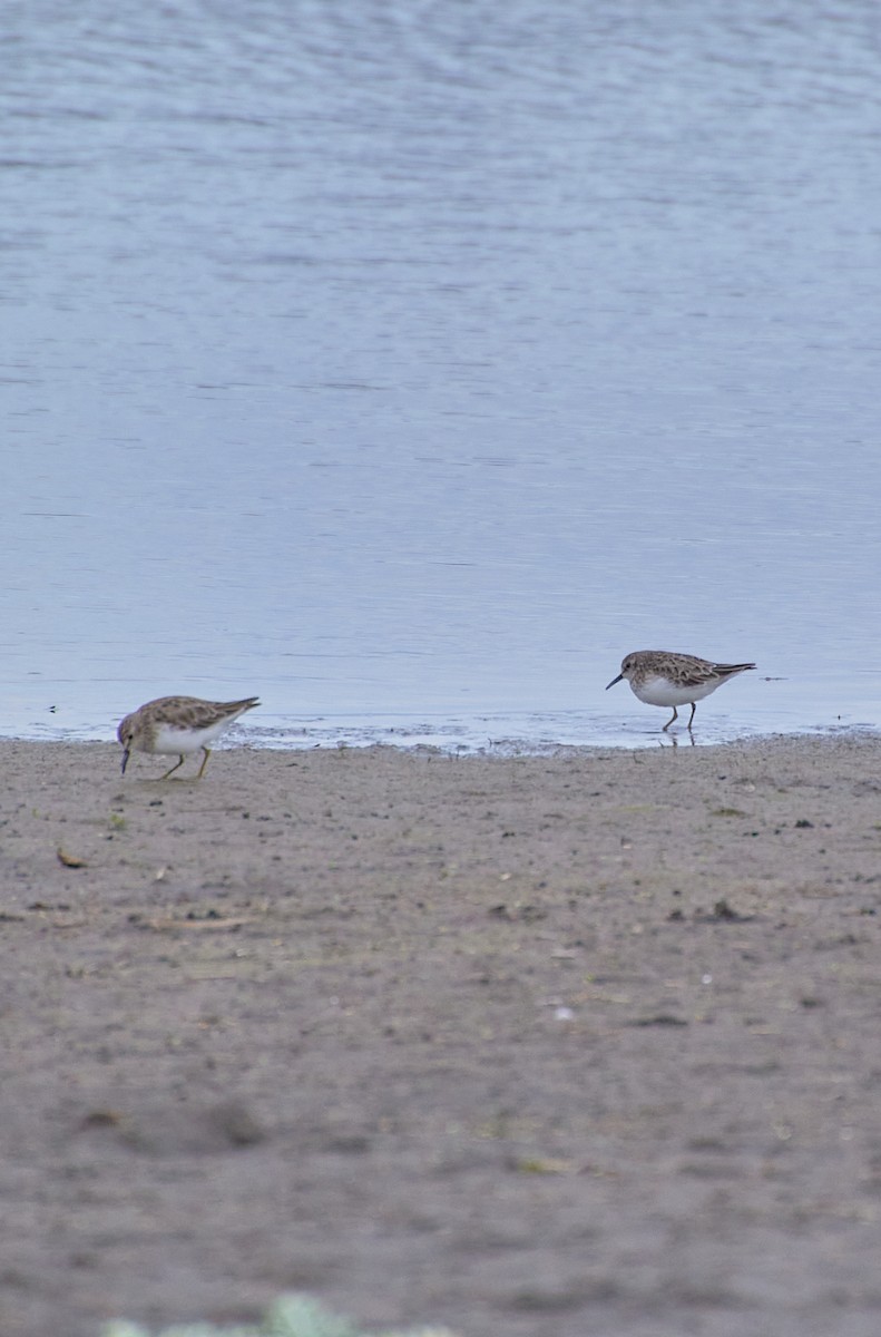 Least Sandpiper - Angélica  Abarca