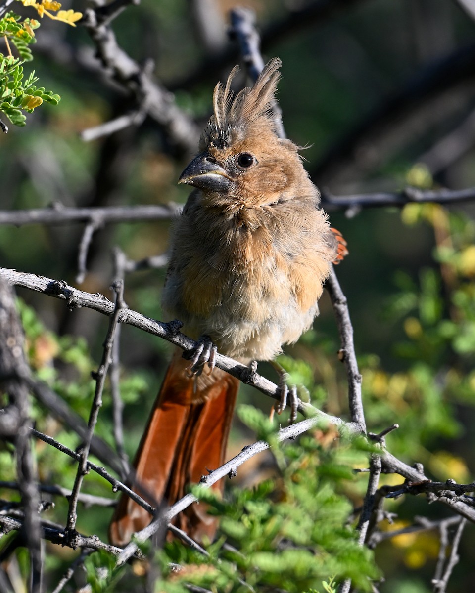 Northern Cardinal - ML619483598