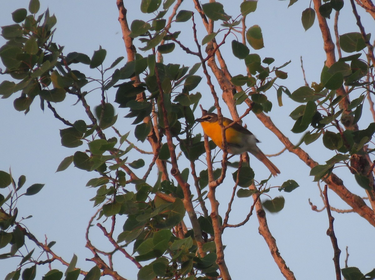 Yellow-breasted Chat - Thomas Schultz