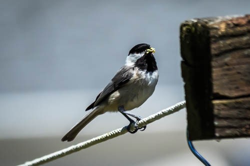 Carolina Chickadee - ML619483613