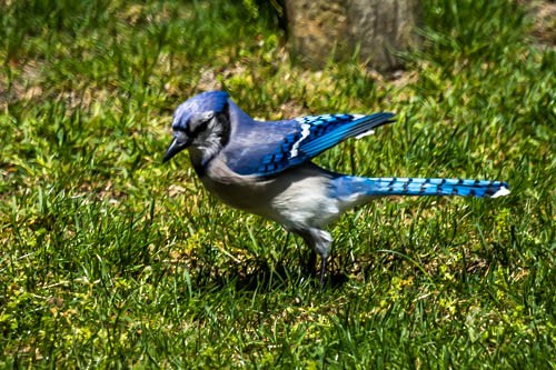 Blue Jay - ML619483622