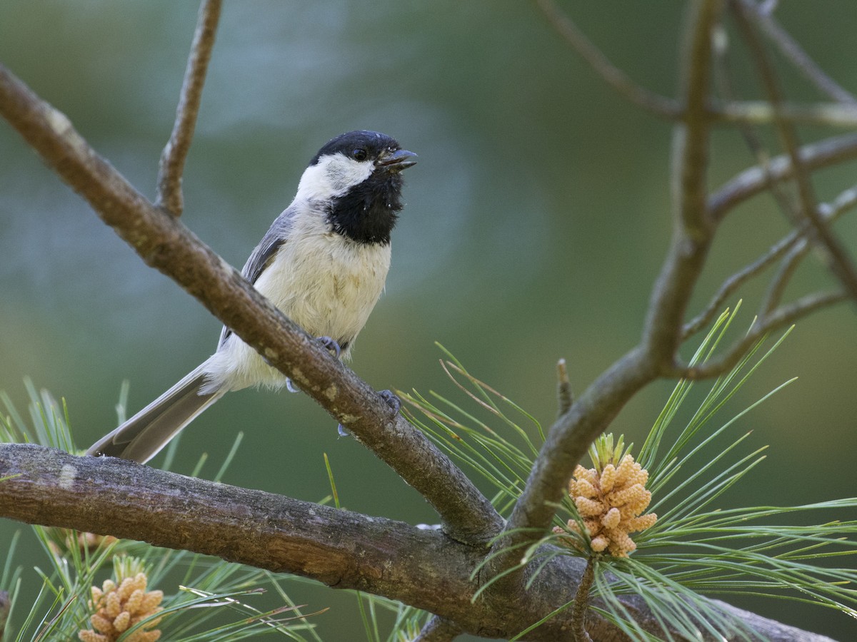 Carolina Chickadee - T C