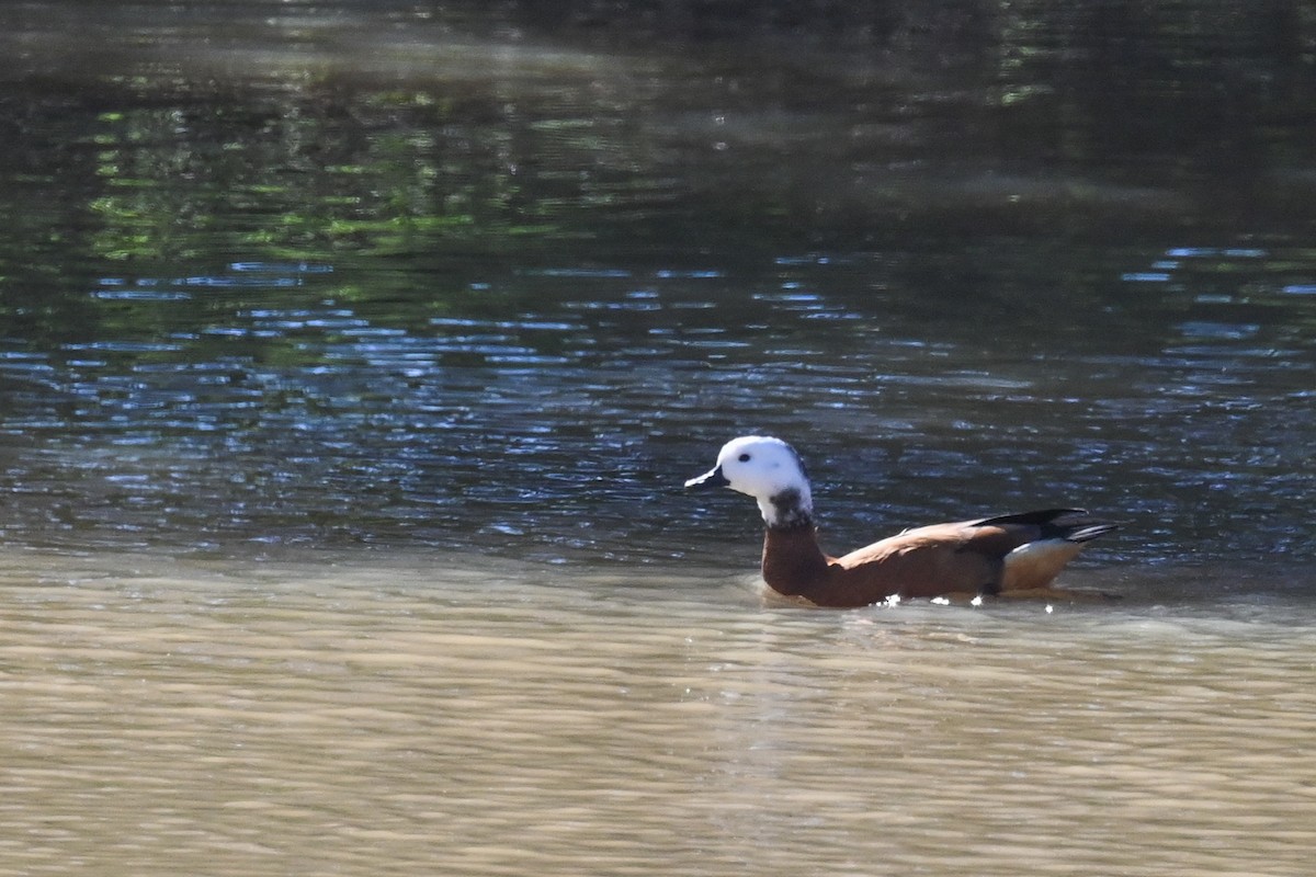 South African Shelduck - ML619483631