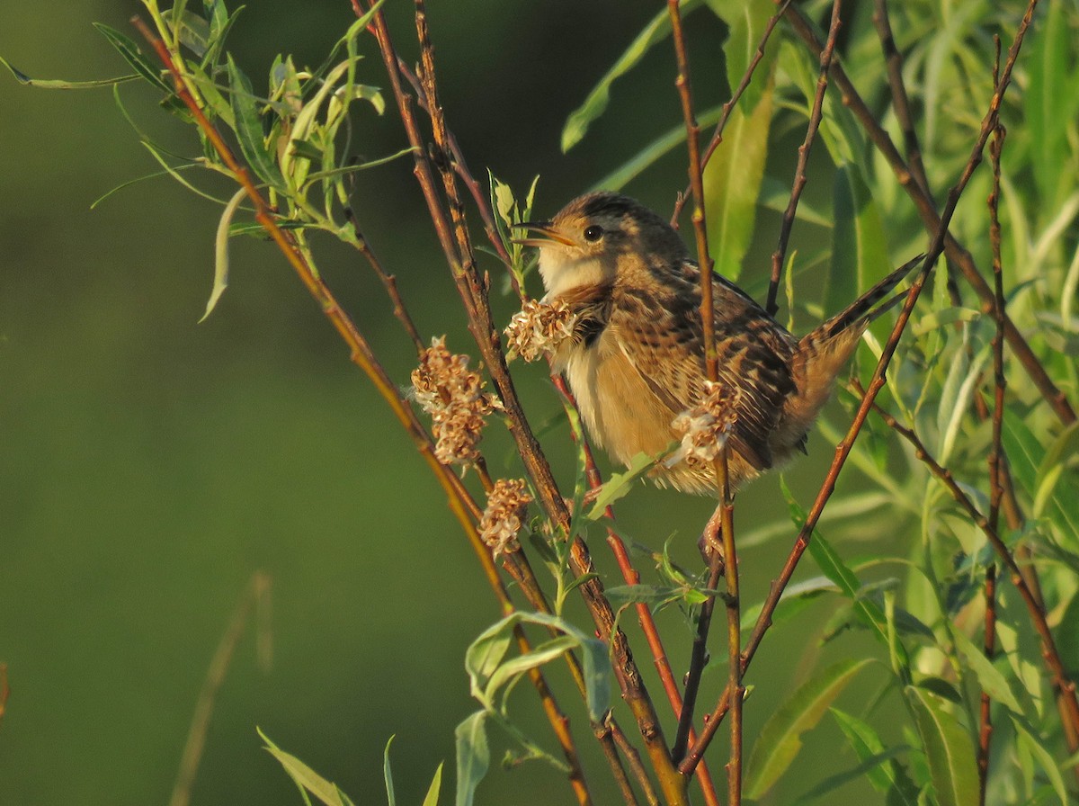 Sedge Wren - Thomas Schultz