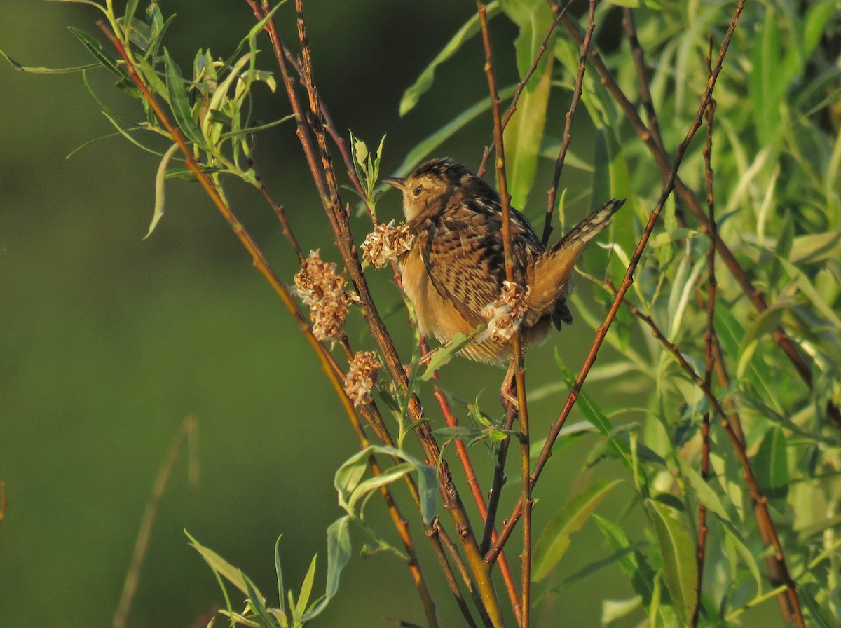 Sedge Wren - Thomas Schultz