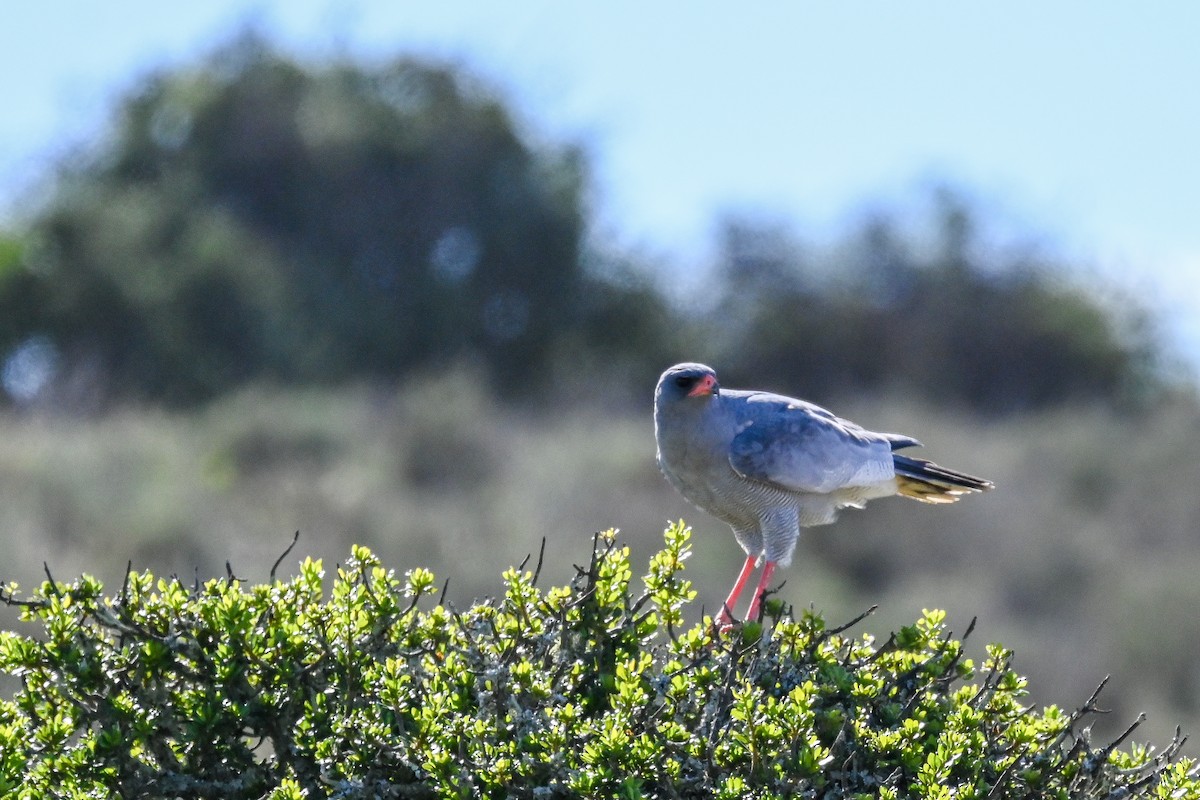 Pale Chanting-Goshawk - ML619483636