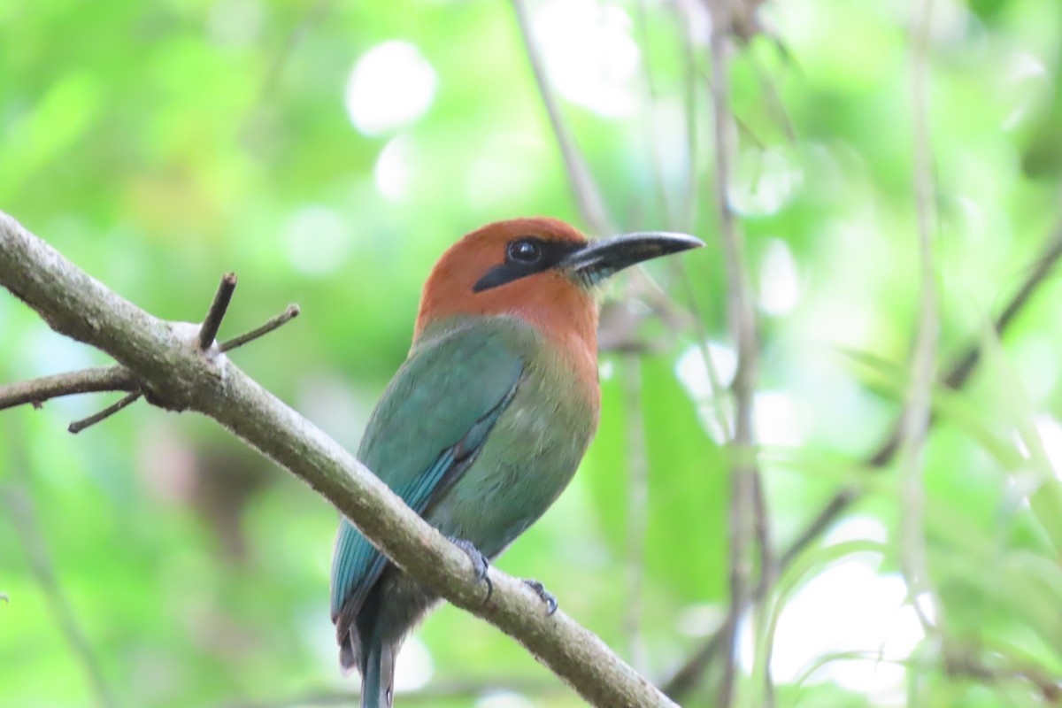 Broad-billed Motmot - stuart varney