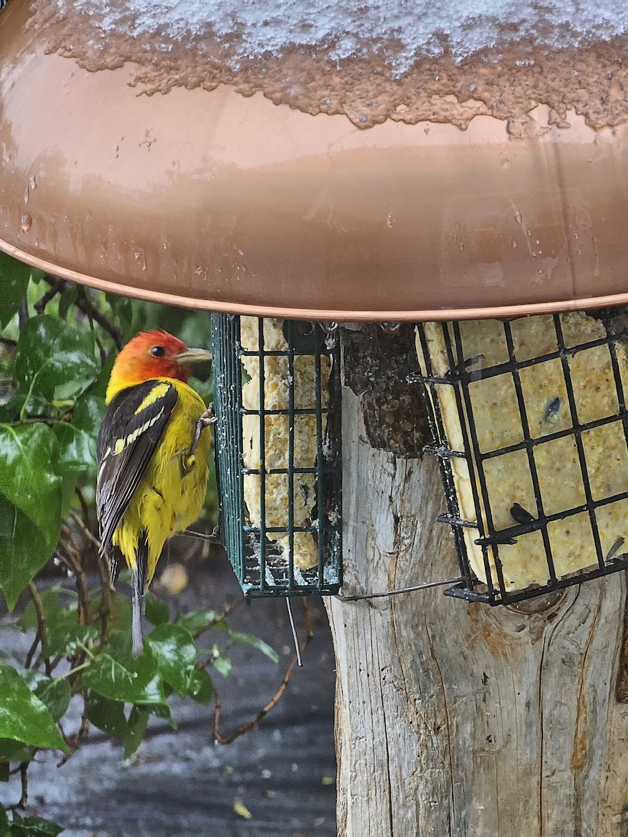 Western Tanager - Nan Christianson