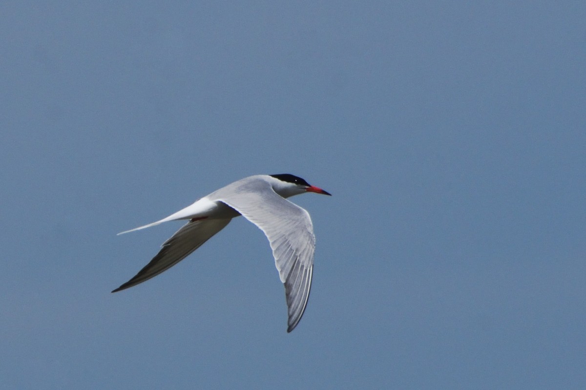Common Tern - Richard Guillet