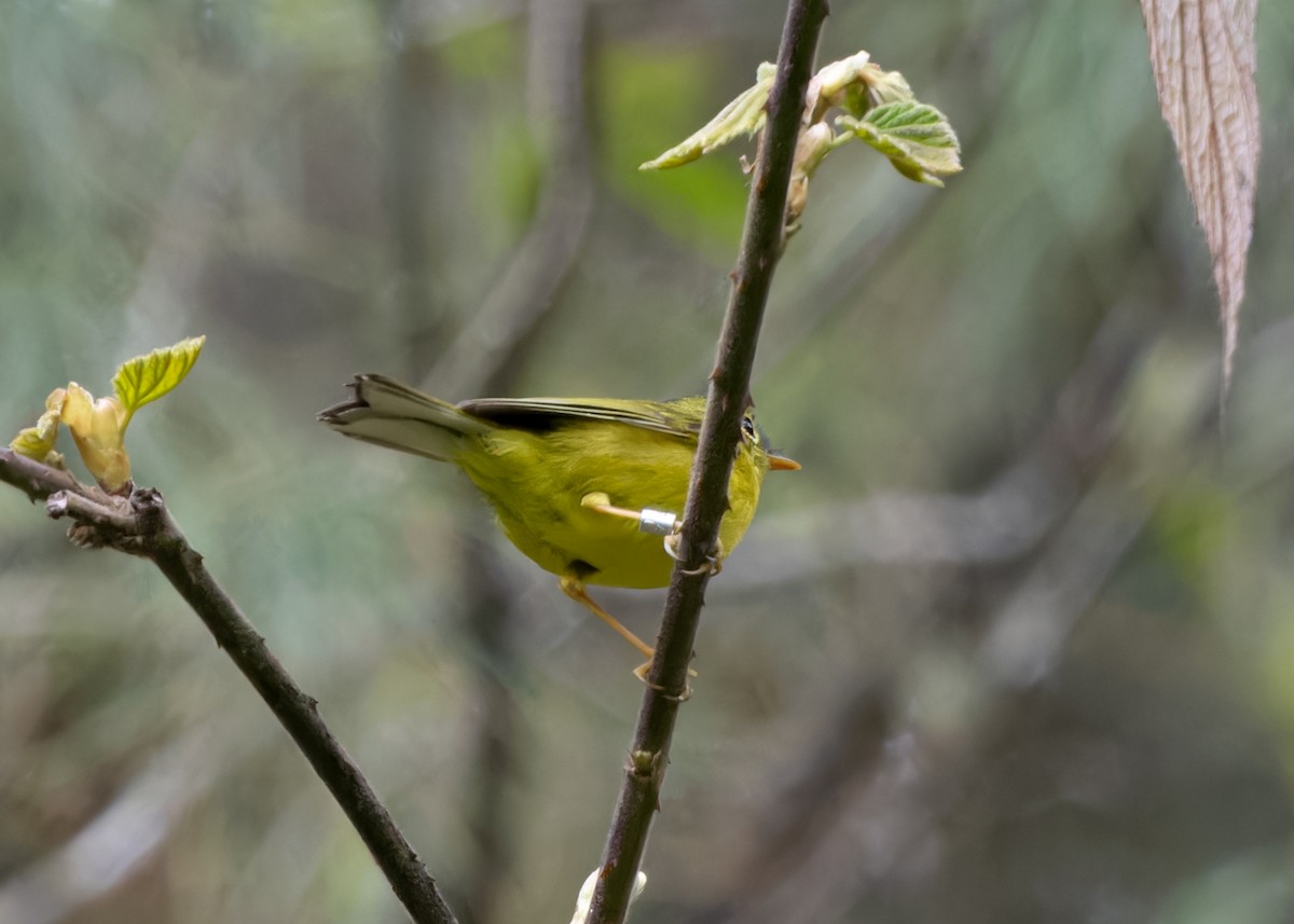 Whistler's Warbler - ML619483649