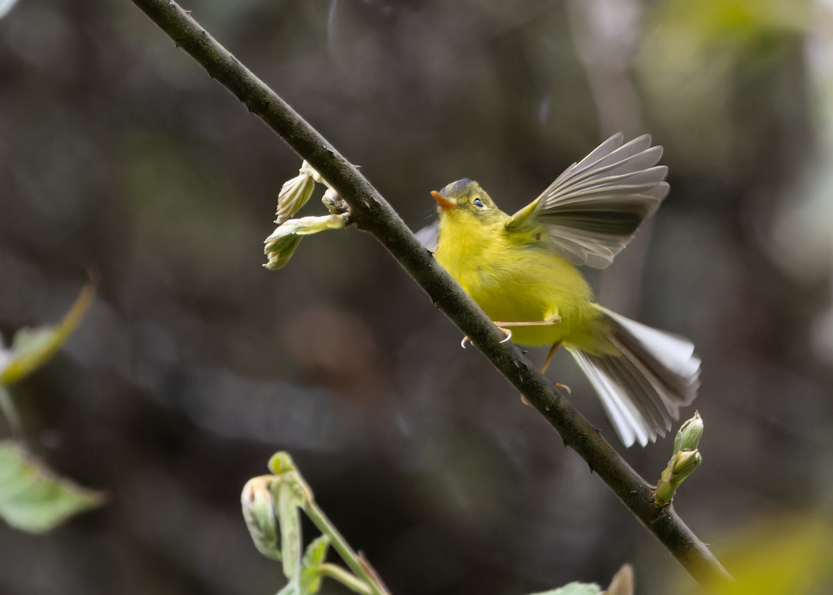 Mosquitero de Whistler - ML619483650