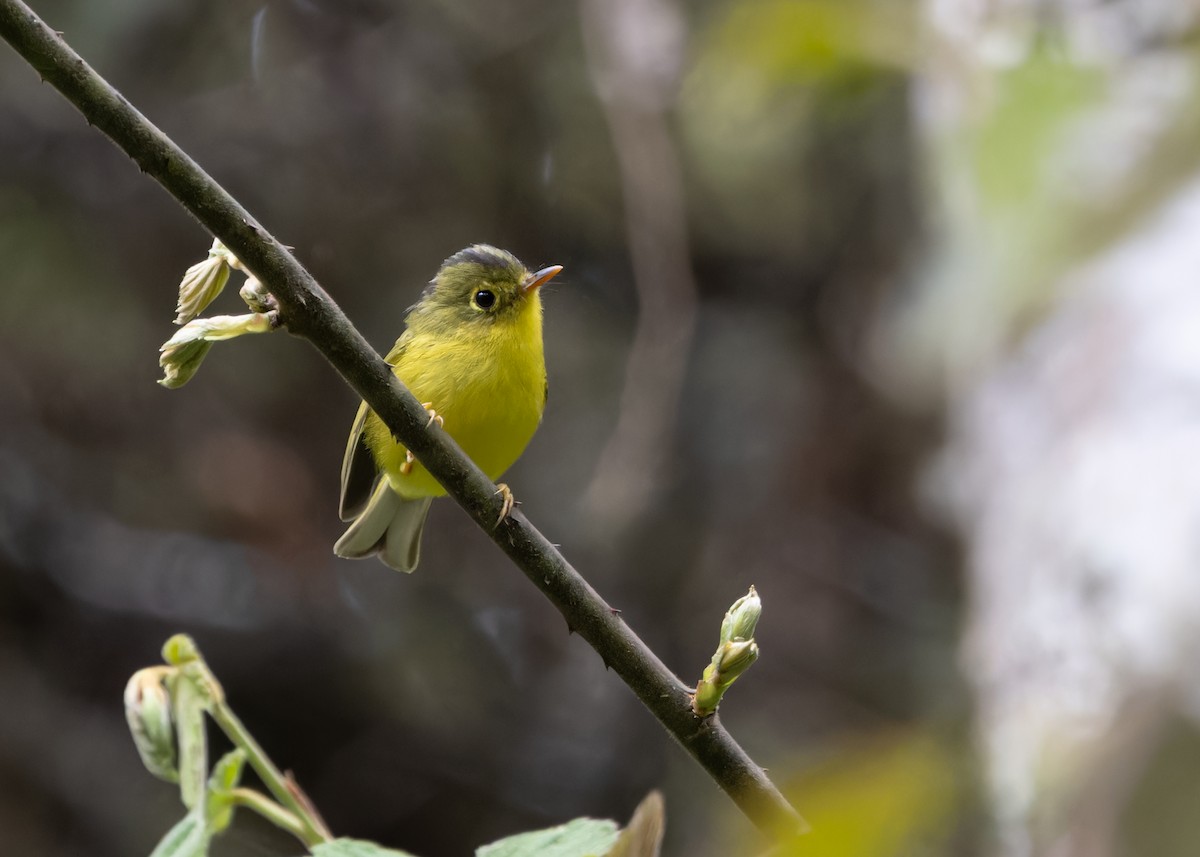 Whistler's Warbler - ML619483651