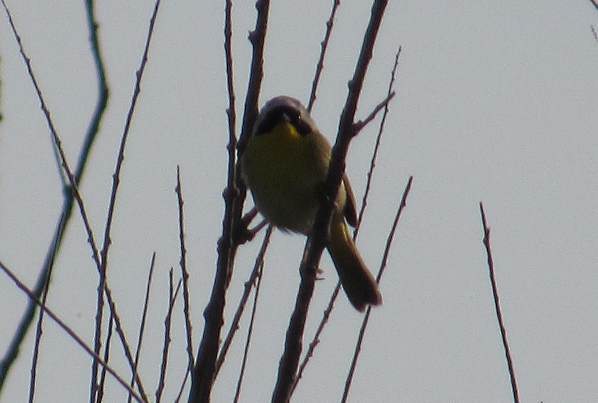 Common Yellowthroat - Al Garner