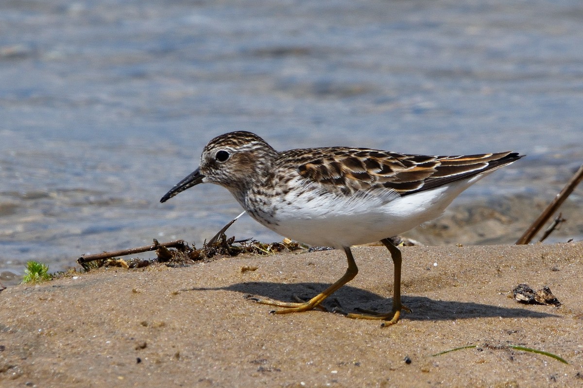 Least Sandpiper - Richard Guillet