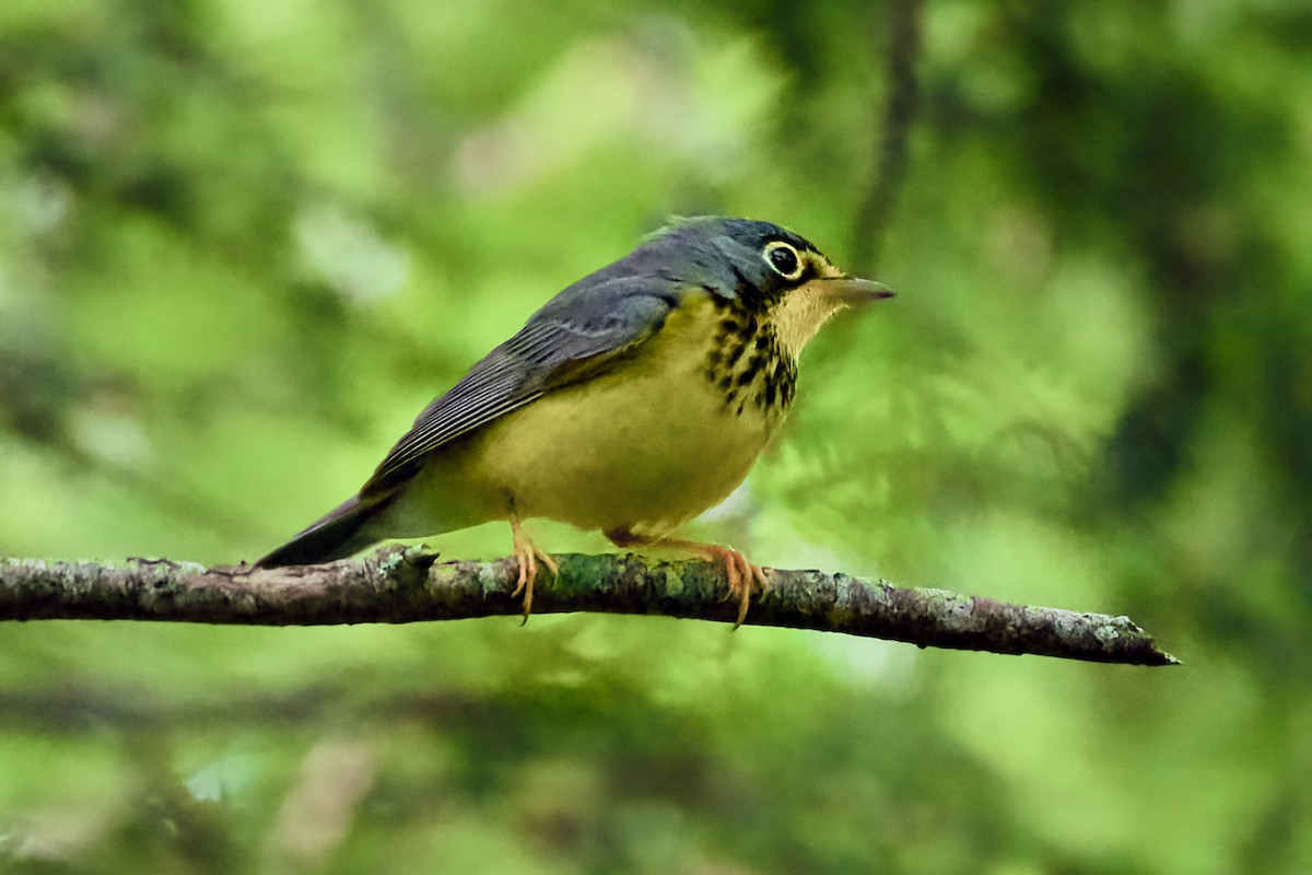 Canada Warbler - John Frazier