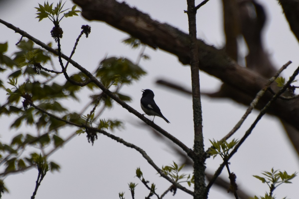 Black-throated Blue Warbler - Valerie Burdette