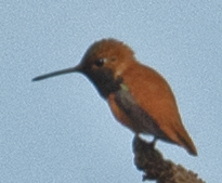 Rufous Hummingbird - johnny powell