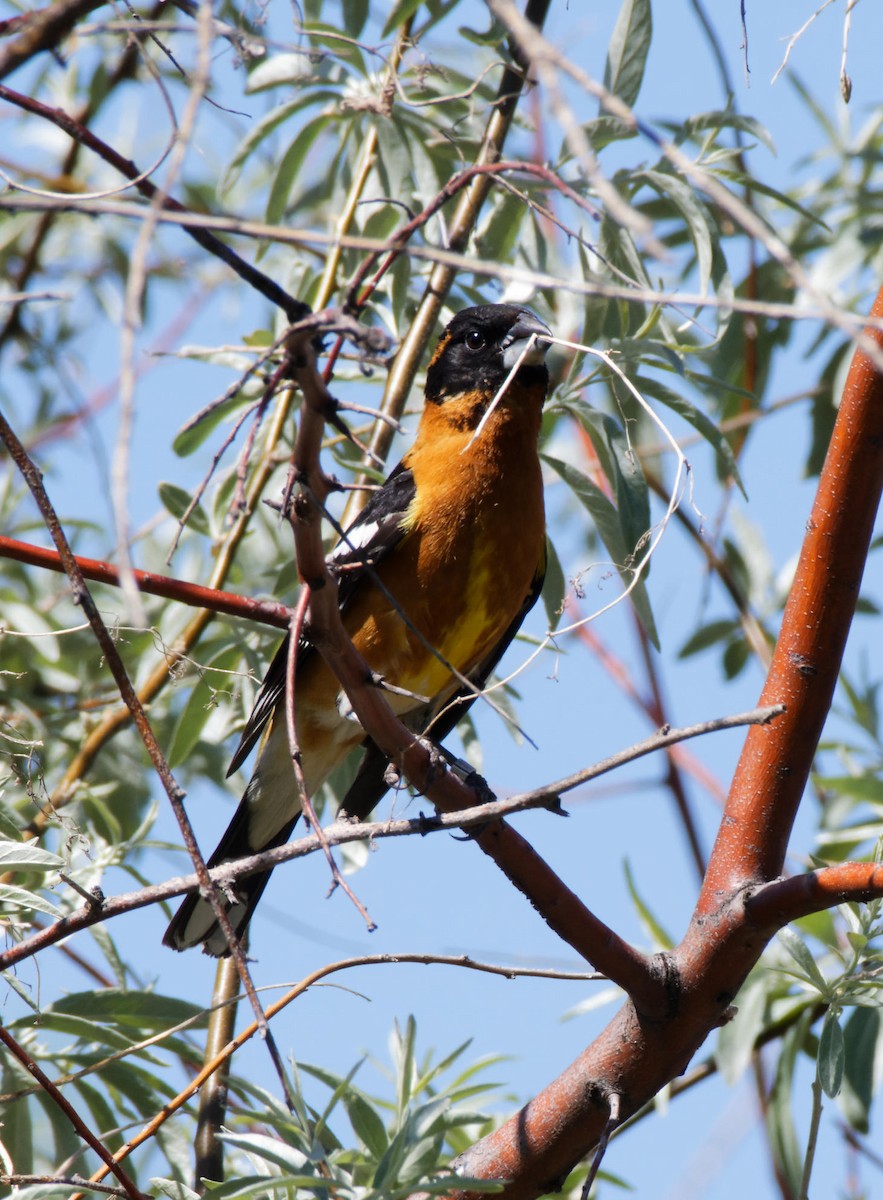 Black-headed Grosbeak - Leslie Holzmann