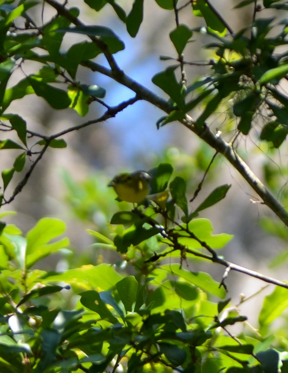 Yellow-throated Vireo - Kerrington Maner