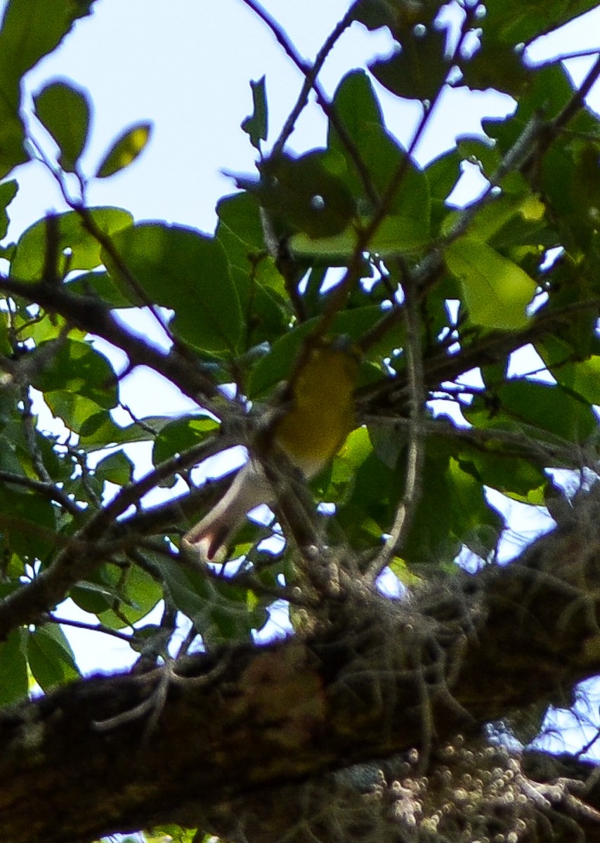 Yellow-throated Vireo - Kerrington Maner