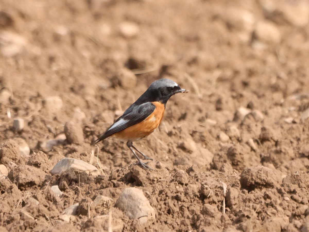 Common Redstart - Andrew Pryce