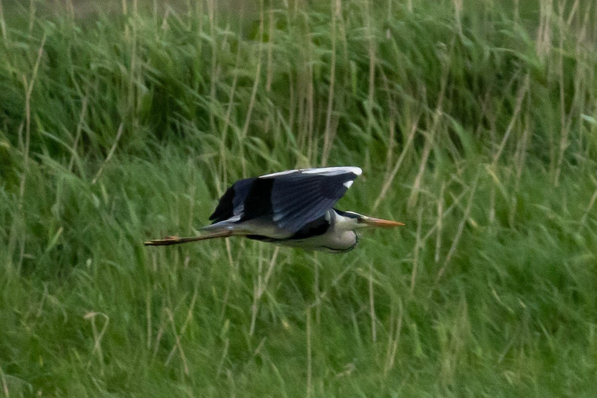 Gray Heron - MASATO TAKAHASHI