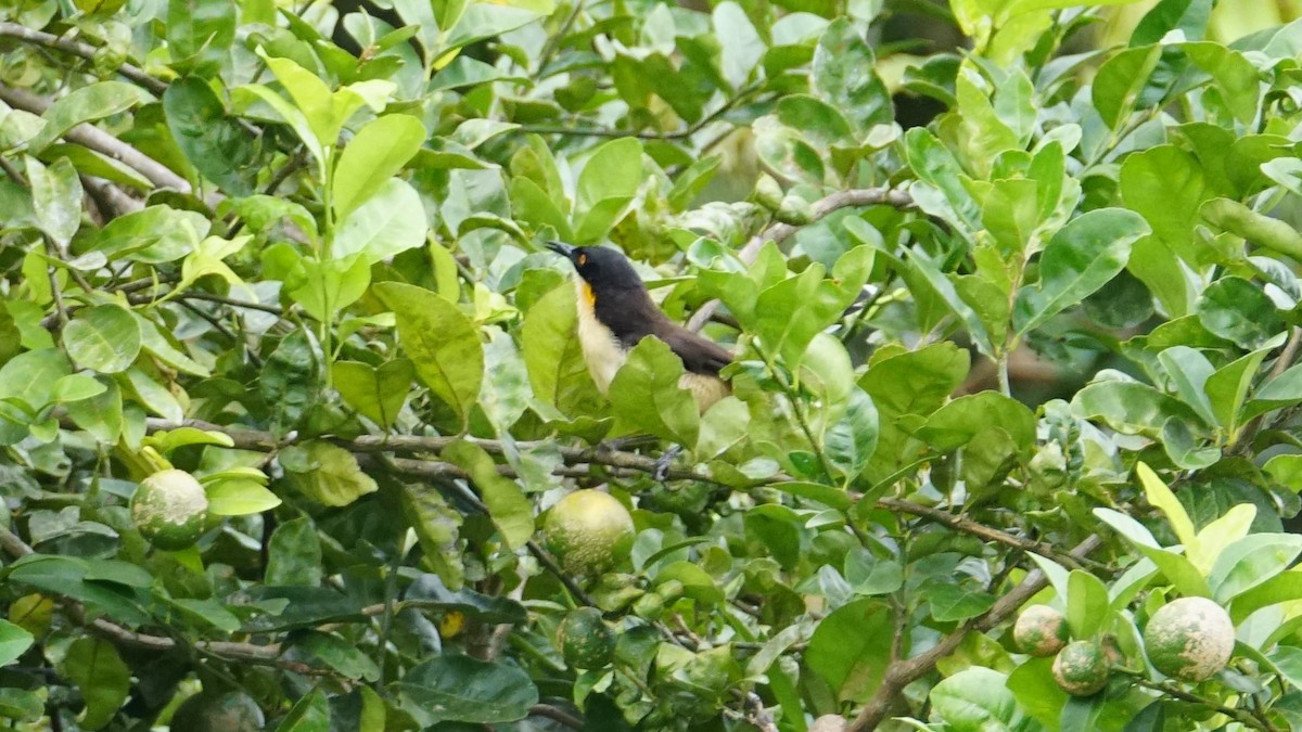 Black-capped Donacobius - Paul Gössinger