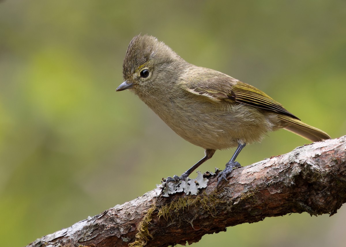 Yellow-browed Tit - Ayuwat Jearwattanakanok