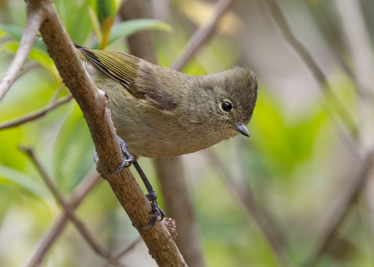 Yellow-browed Tit - Ayuwat Jearwattanakanok