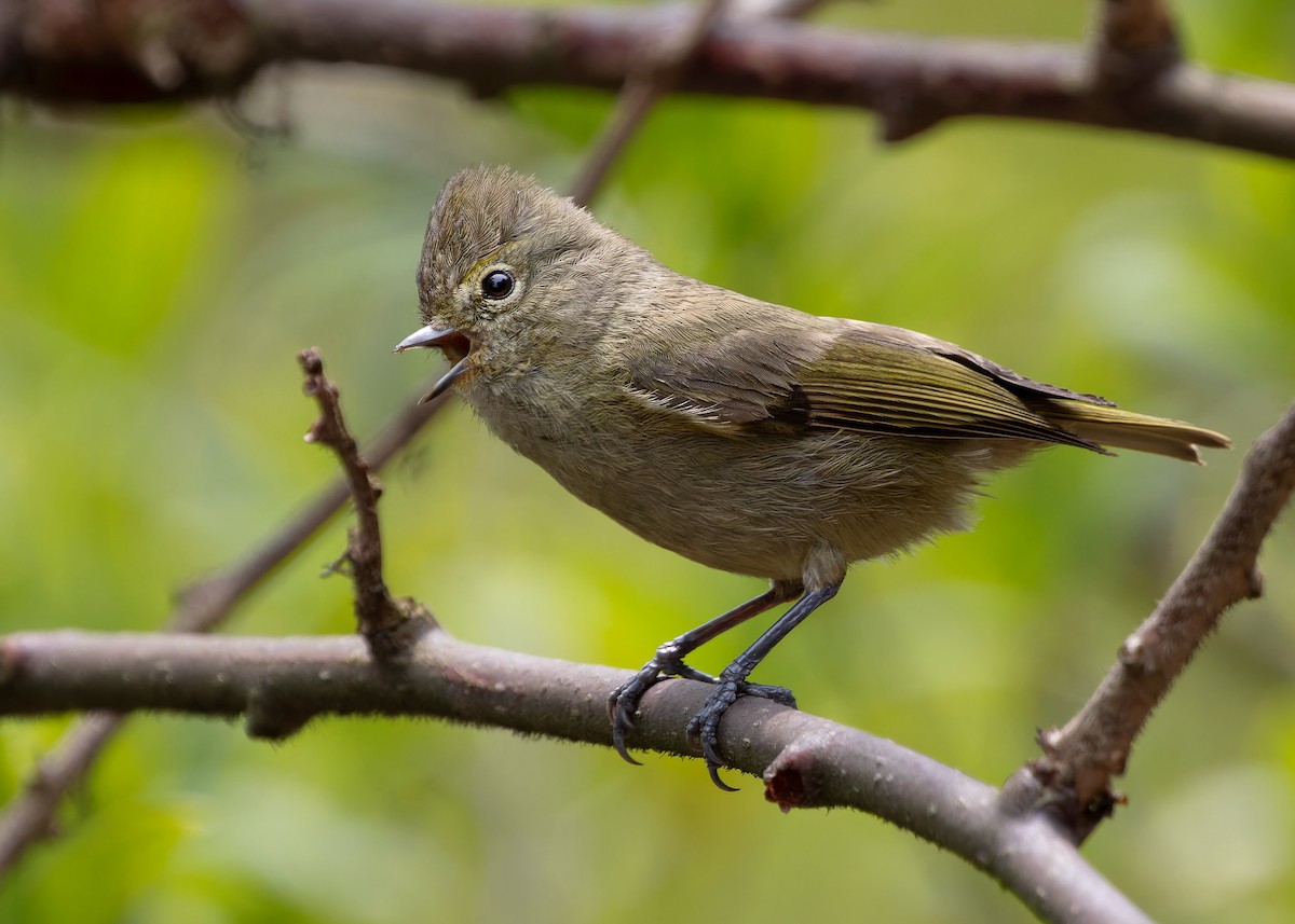 Yellow-browed Tit - Ayuwat Jearwattanakanok